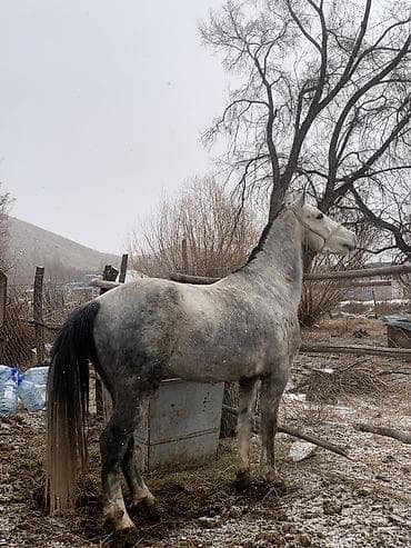 А/ч жаныбарларын сатам: Сатам | Жылкы (эркек) — 2