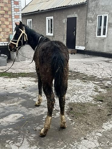 лошадь конь: Продаю | Жеребенок | Для разведения — 3