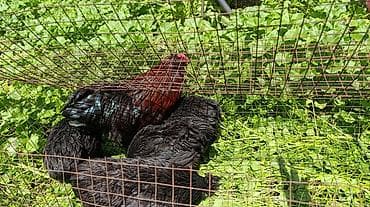 кролик в клубнике: Продаю | Куры | Для разведения — 3