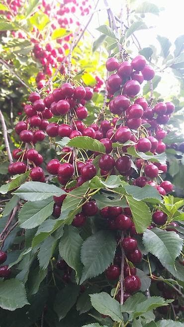 скупка рыбы: Вишня В розницу — 4