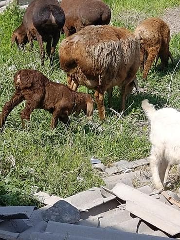 куплю мясо кролика: Продаю | Овца (самка) | Арашан | Для разведения | Котные — 6