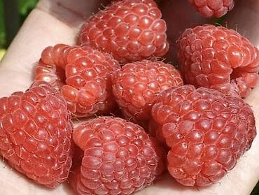 текстура мишок: Продается саженцы элитный сорт малины ХЕРИТЕЙДЖ. Ремонтантная — 8