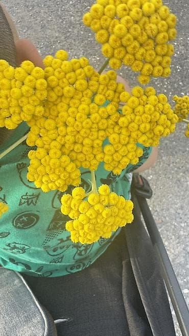 жимолость саженцы: Букет из сухоцвета “били-боллс” (красильная крошка/красильная камелина — 1