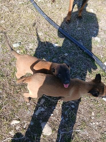 Рыбы: Щенки бельгийской овчарки малинуа. - Окрас: рыжий с чёрной маской — 2