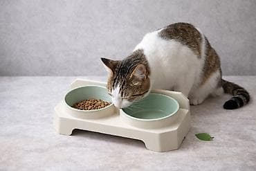 миски для животных: Двойная миска для кошек и собак на подставке с наклоном 15° - — 10