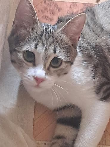клетка для котят: Первая серая кошечка, 3 года,тихая и спокойная чистоплотная, уважает — 3