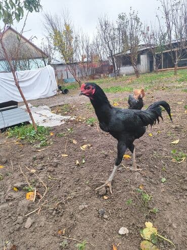 в связи с переездом отдам попугая жако в добрые руки: Продаю | Куры | Бойцовая | Для разведения — 2