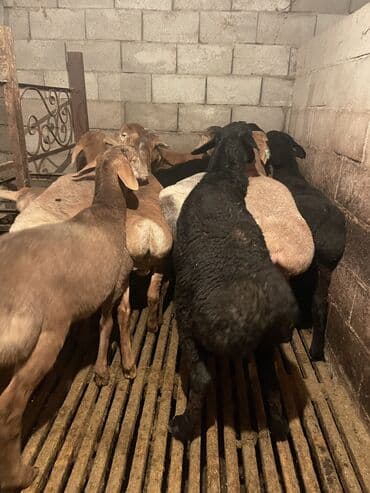 племенные коровы молочные купить: Продаю | Ягненок | Полукровка | На забой | Племенные — 9