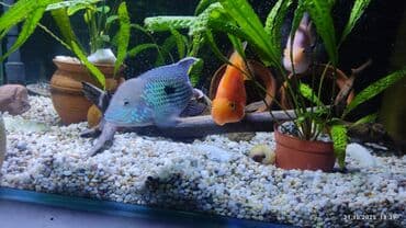 купить собаку шпица недорого: Продам голубую акару. 2000 Идвух китайских попугаев( самец, самка) по — 3