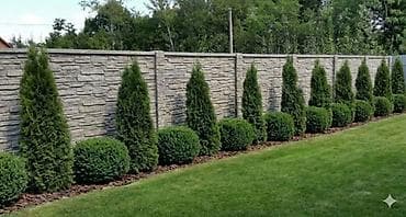 для вода: Туя западная в контейнере. Контейнерное выращивание: растение с — 1