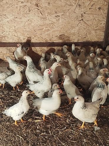 дакан цыпленок: Продаю | Цыплята | Для разведения — 5