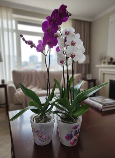 аквариум балык: Орхидеи фаленопсис в декоративных кашпо. - Два растения в прозрачных — 1