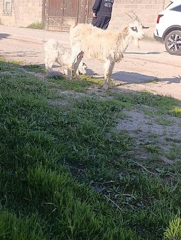 теке сатылат: Сатам | Эчки (ургаачы) | Сүт алуу үчүн — 3