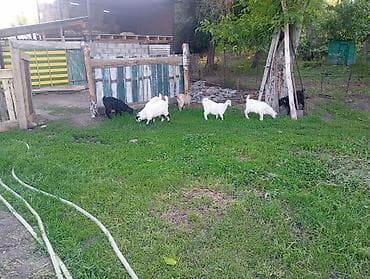 продам индюшат: Продаю | Коза (самка), Козёл (самец), Козлёнок | Полукровка, Зааненская | На забой, Для разведения, Для молока | Племенные, Осеменитель — 3