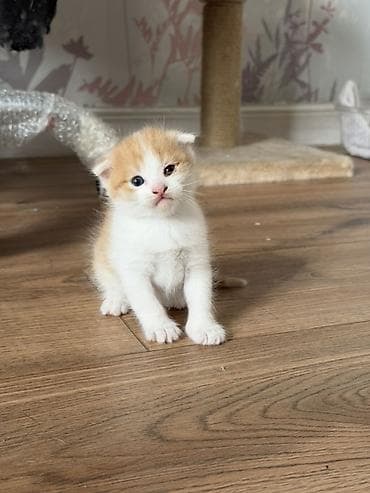 вислоухая кошка: 🐾 Шотландские вислоухие котята ищут любящий дом 🏡 Очаровательные — 6