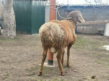 кролик коен: Продаю | Ягненок | Арашан | Для разведения — 6