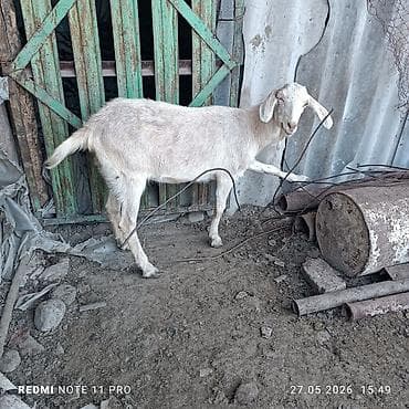 алатауская корова: Продаю | Коза (самка), Козёл (самец), Козлёнок | Полукровка | На забой, Для разведения — 3