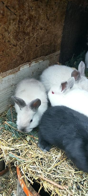 Продаю | Крольчата | Калифорнийская, Новозеландская, НЗК | Для разведения at lalafo.kg Продаю | Крольчата | Калифорнийская, Новозеландская, НЗК | Для разведения