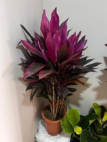 стол и стулья для гостиной: 4000 сом 1 штук Комнатные растения в горшках - Фикус лирата (Ficus — 3