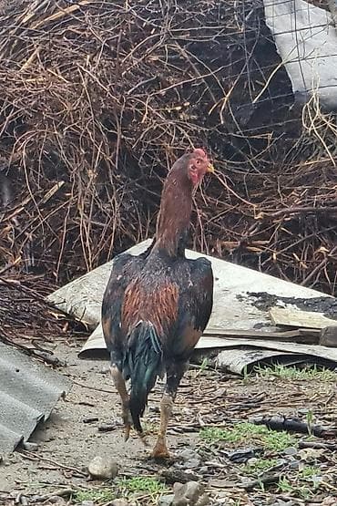 ангуз бука: Продаю | Петух | Бойцовая | Для разведения — 1