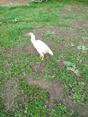 ветеринар вызов дом в бишкеке: Продаю | Куры | На забой — 3