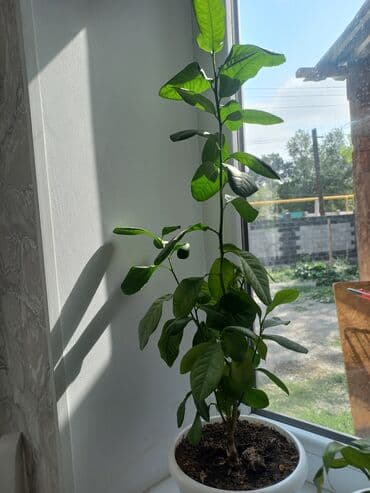 купить саженцы цветов в бишкеке: Молодой саженец лимона с зелеными листьями, посаженный в белый — 4