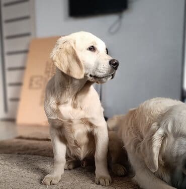 Услуги ветеринара: Щенок золотистого ретривера — светло‑кремовый окрас, густая мягкая — 3