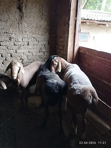 корм для овец: Продаю | Овца (самка) | Для разведения — 4