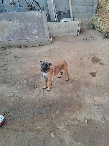 цена кукурузы в кыргызстане 2021: Бельгийский авчарка - Активный, любознательный щенок среднего — 1