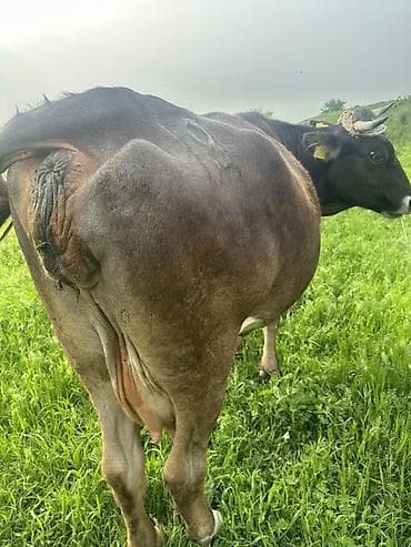 кавказский овчарка: Продаю | Корова (самка) | Для молока — 1