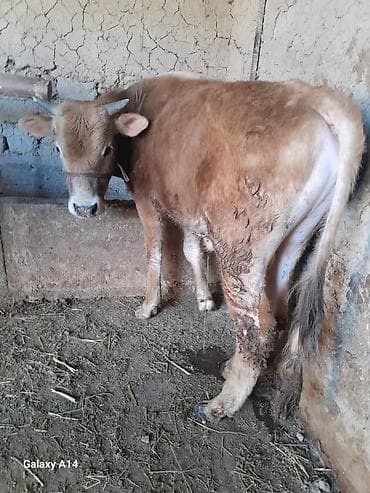 пол для скота: Продаю | Музоо, торпок | На откорм | Привязанные — 4