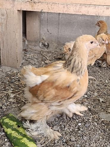 для куриц: Продаю | Цыплята | Брама | Для разведения — 9