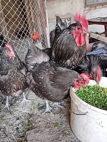 цена цыплят: Продаю курей Джерси гигант.цена договорная — 2