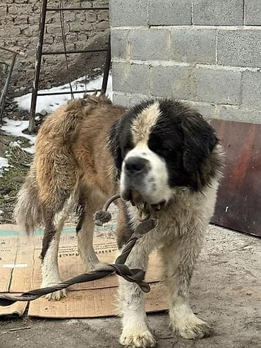 сенбернар купить: Вязка: Сенбернар, Самец, 2 года, С прививкой — 3
