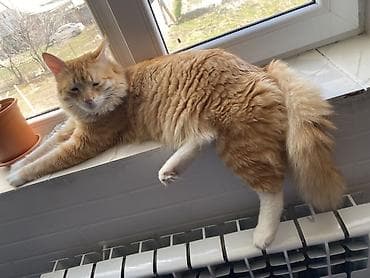 большие кошки: 11 месяцев, Мальчик, Метис, Приучена к лотку, С прививками — 4