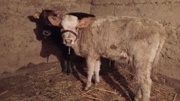 купить собаку породистую: Продаю | Тёлка | Полукровка | Для разведения — 2