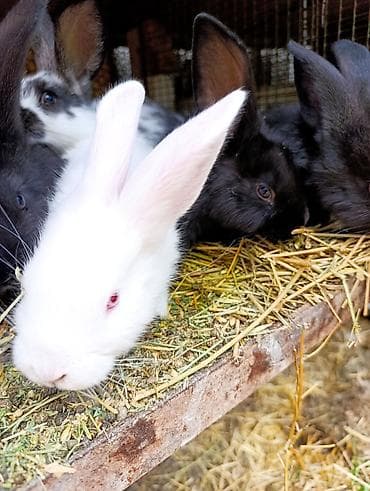 кролик цена: Продаю | Крольчата | Для разведения — 3