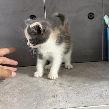 Котята, домашние, короткошёрстные. Отдадим в добрые руки котят! — 3