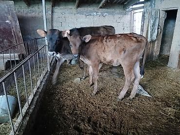 кошка балыкчы: Продаю | Тёлка | На откорм — 4