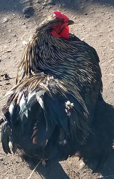 Кошки: Продаю | Петух | Брама | Для боев — 6