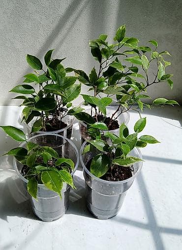 фикус цветок: ФИКУС Продаю ФИКУСЫ В каждом стаканчике по 5 веточек: хорошо — 7