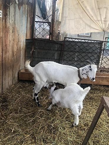 Собаки: Продаю | Коза (самка) | Для разведения — 2