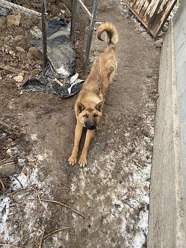 кошка шотландская: Собака даром: Овчарка, 1 год, Самец — 4