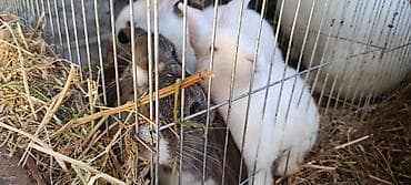 кошки отдам в хорошие руки: Продаю | Крольчата | Для разведения — 2