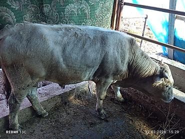 быки породистые: Продаю | Бык (самец) | На откорм | Племенные — 3