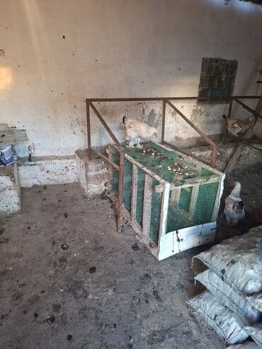 сельскохозяйственные животные продажа: Продаю | Куры | Домашняя | Для разведения — 6