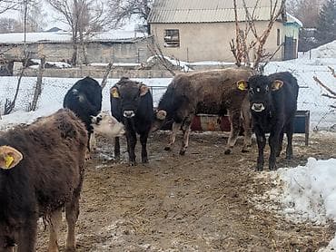 шведская корова: Продаю | Музоо, торпок | Полукровка | На откорм | Искусственник — 7