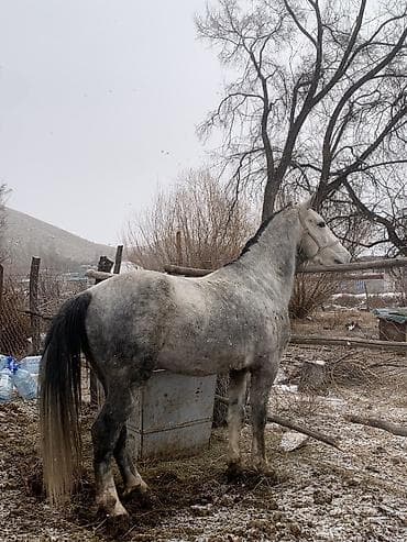 А/ч жаныбарларын сатам: Сатам | Жылкы (эркек) — 3