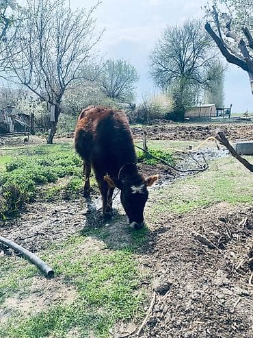 ит аттары: Сатам | Музоо | Бордоп семиртүү үчүн | Байланган — 5