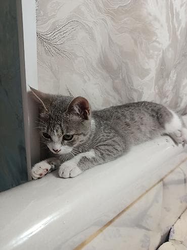 кошке: Кошка даром: Британская короткошёрстная, 1 год, Девочка — 3